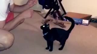 Black cat gives high five to guy in white shirt