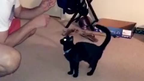 Black cat gives high five to guy in white shirt