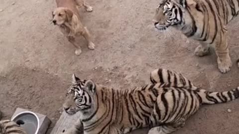 Wow frendship dog with tiger