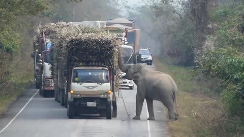 Elephant Stops Passing Trucks To Steal Bundles Of Sugar Cane"