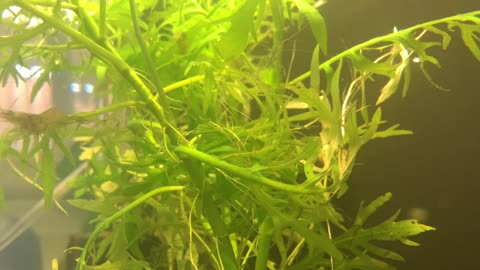 Can you spot the ghost shrimp in this video