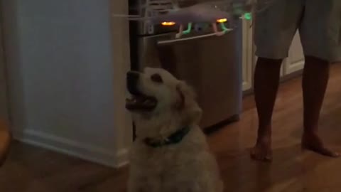 Dog watches drone and hits nose