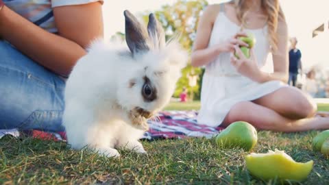 Cute white rabbit washing up on picnic