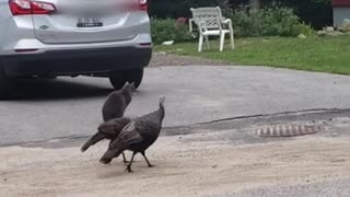 Pair of wild turkeys follow cat's every move