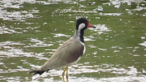 Red-wattled Lapwing standing in rain