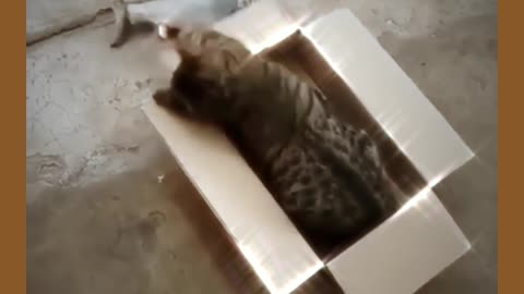 Funny real cat