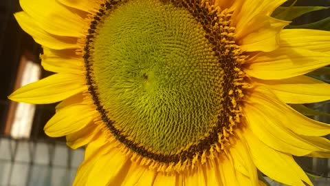 SUN FLOWER