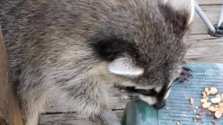 Ferns snack time