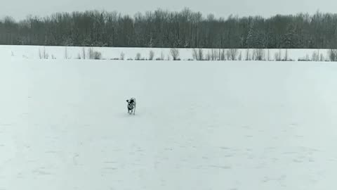 Dalmation plays fetch with snow balls in field