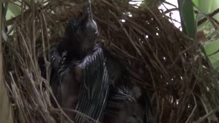 Mother bird secretly feeds her newborn babies