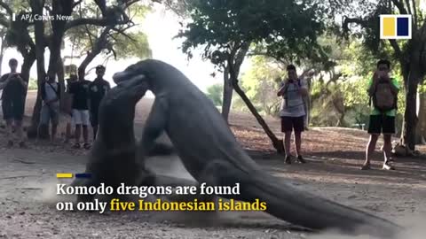 Real video of two huge komodo dragon fight