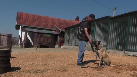 Training your Belgian Shepard dog