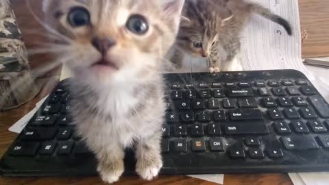 Working from home? Helper Kitties!