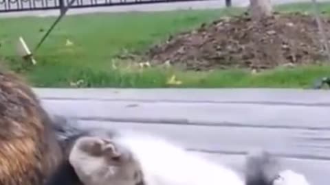 Mama Cats' Reaction When Kitten Biting Her Tail