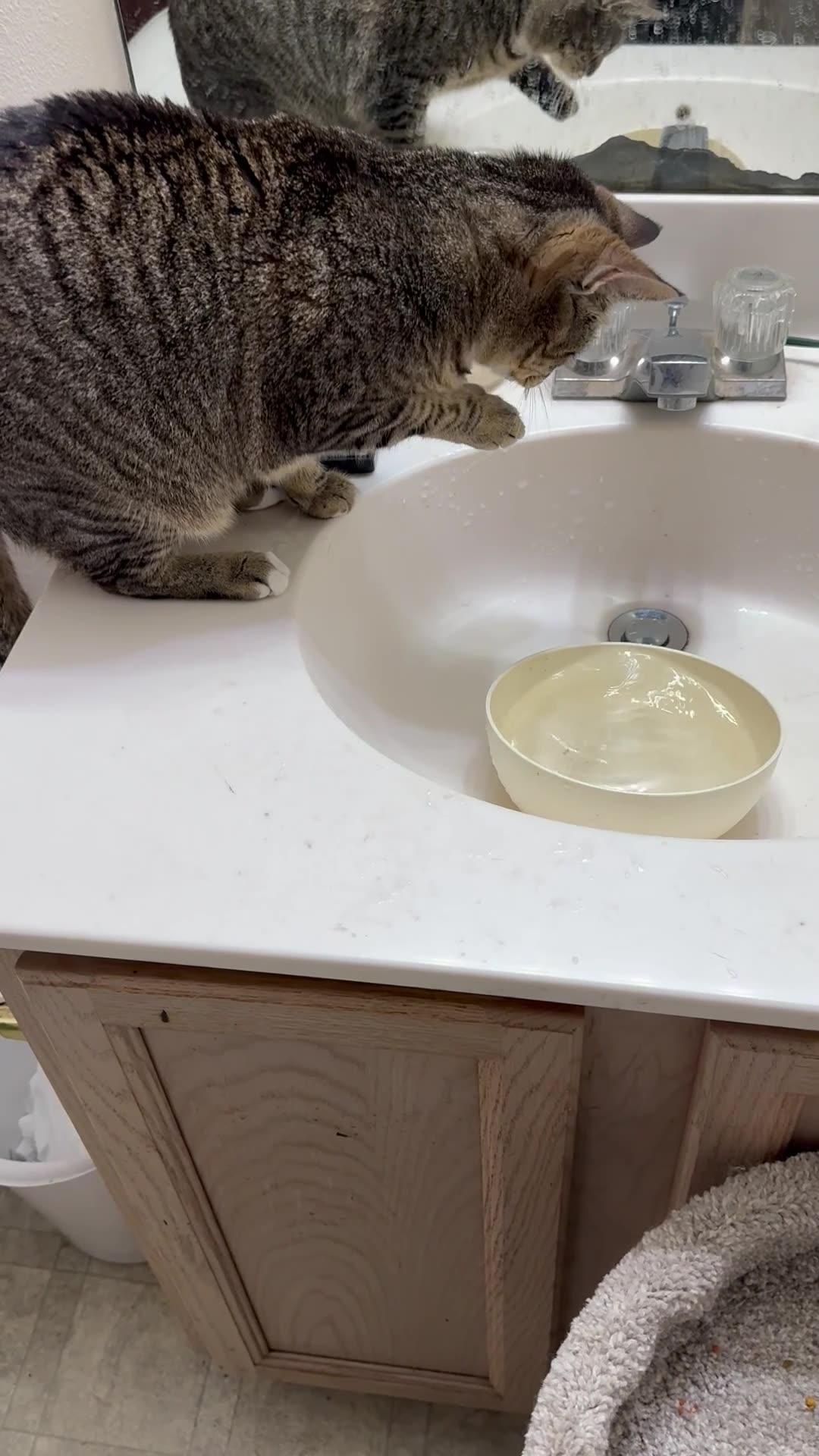Cat Tries to Catch Water