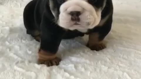 Cute puppy funny