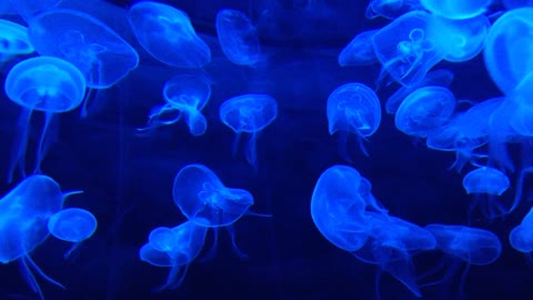 What a wanderful jellyfishes