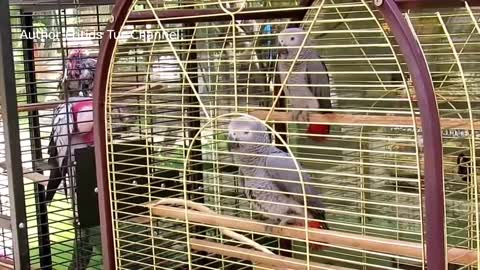 Jaco African Grey parrot making sounds