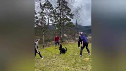 Pup plays Volleyball , What an awesome skill .