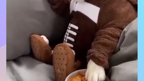 Funny Dogs | Dog Having His Breakfast With His Hand