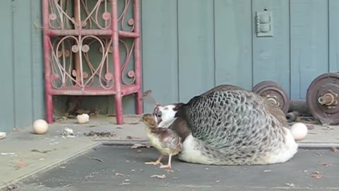 Mother Peacocks Trains Her New Born
