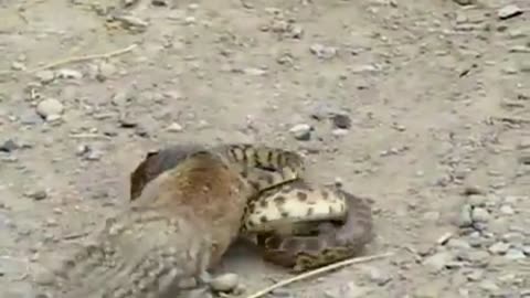 THE COURAGEOUS SQUIRREL IN THE WORLD TRYING TO EAT A SNAKE