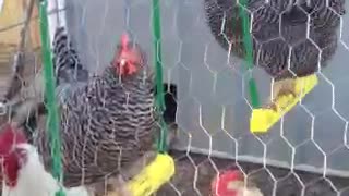 Chickens Have Fun on Swings
