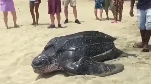 How big and how old is this leatherback turtle 🔵Funny Videos | Lala Lay