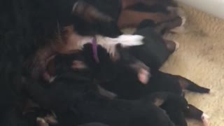 Upside down puppy backstrokes while nursing from mother