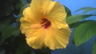 Flor hibisco amarela, mostra toda a sua beleza em um pequeno jardim [Nature & Animals]