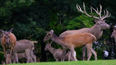 A Group of Red Deer Herd