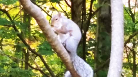 A squirrel Day