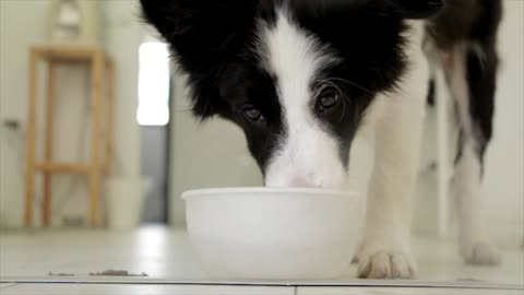 Dog drinking from bowl 1