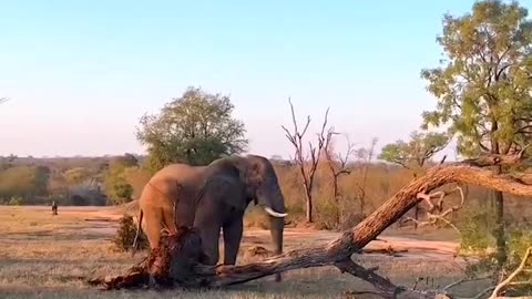 #Elephant powerful video