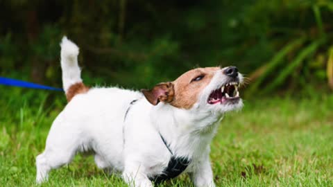 Dog Training - 5 Best Tips To Stop Dog Barking