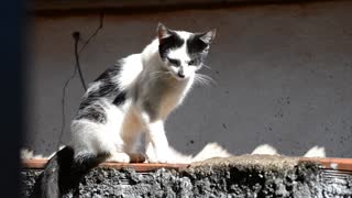 Gata cat standing on roaf
