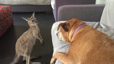 Kangaroo Joey Shows Dog Who's Boss