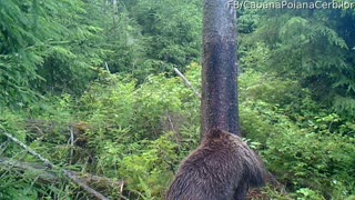 Bear Family in Romania