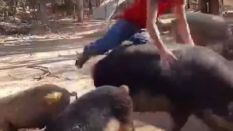 Guy rides a pig (Funny clips 2016)