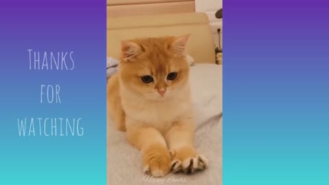Funniest Cats and dogs Funny cats video compilation Cute cats videos #funnycats #cats #catsofinstagram #cat #of #catstagram #catlife #catlovers #instagram #catlover #cutecats #funnycat #funny #meow #kittens #instacat #kitty #catmemes #catoftheday #kitten