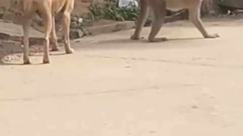 Funny Monkey playing with dog