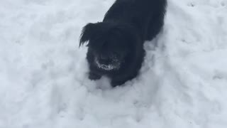 This crazy pooch bouncing around!