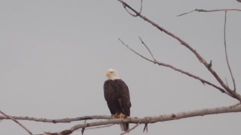 253 Toussaint Wildlife - Oak Harbor Ohio - Eagle Comes In Closer