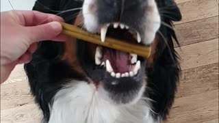 Bernese Mountain Dog gets a treat, in slow motion