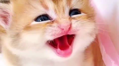 Cute cat meowing