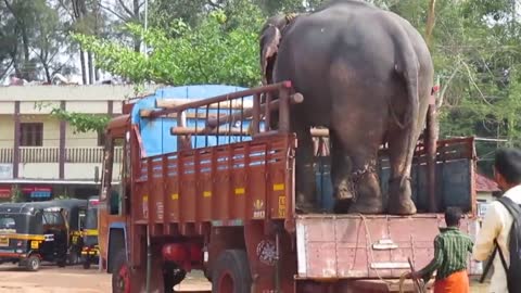 Kerala Elephant Transportation | A Smart Elephant much cautiously step down from high height Lorry