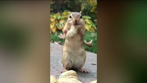 Cute Squirrel Trying To Stuff Peanut Into Its Mouth 🤣🤣