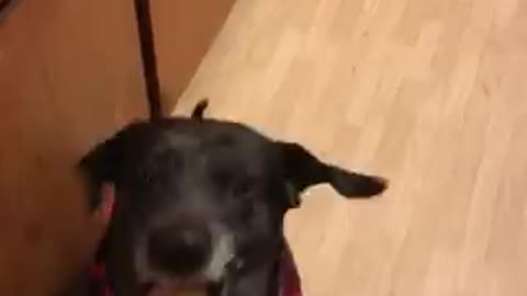 Doggo tastes pickle for the first time ! Gone wrong ! 😂