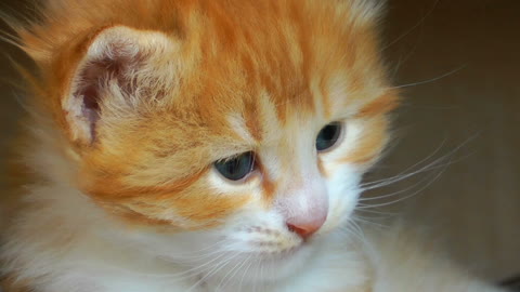 Sweet Baby Cat Kitten