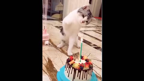 Cat blows the cake
